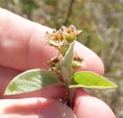 Nantucket Shadbush thumbnail 2