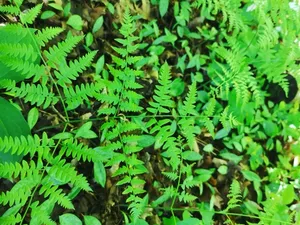 Eastern Bracken