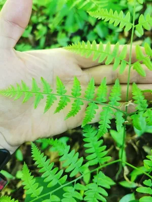 Eastern Bracken