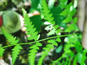 Eastern Bracken
