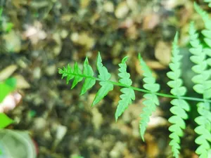Eastern Bracken