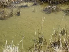 Borax Lake Chub thumbnail 3