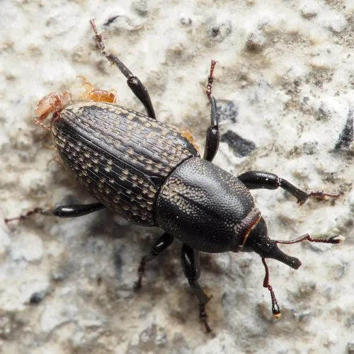 Rocky Mountain Billbug
