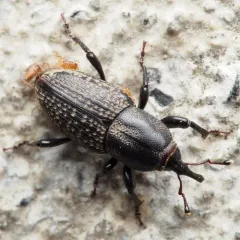 Rocky Mountain Billbug thumbnail 1