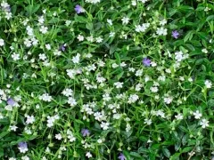 greater stitchwort thumbnail 4