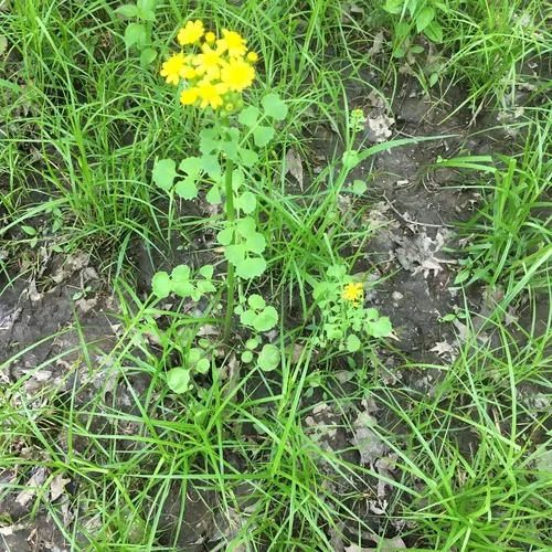 Butterweed