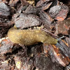 Yellow Cellar Slug thumbnail 4