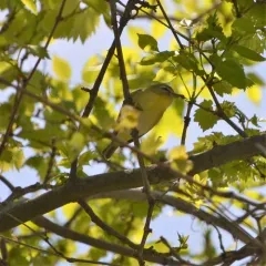Philadelphia Vireo thumbnail 3