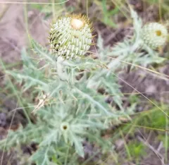 prairie thistle thumbnail 2