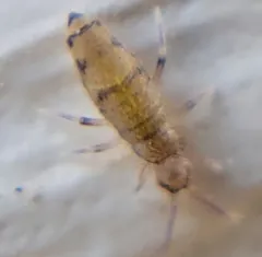 Willowsia nigromaculata thumbnail 4