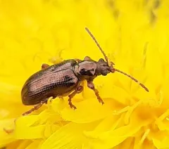 Red Aquatic Leaf Beetle thumbnail 2