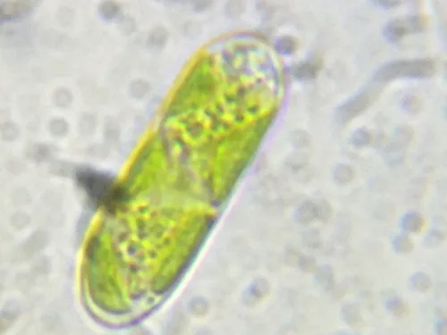 Spirotaenia endospira