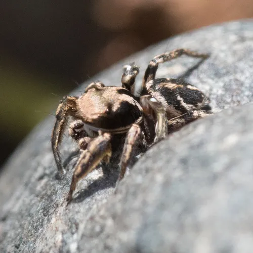 Habronattus klauseri