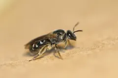 Truncate Sweat Bee thumbnail 3