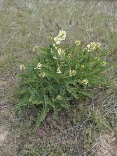 Boise Milkvetch thumbnail 3
