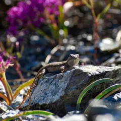 Common Sagebrush Lizard thumbnail 4