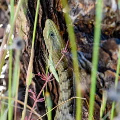 Southern Alligator Lizard thumbnail 4
