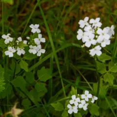 seaside bittercress thumbnail 2