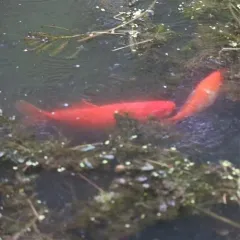 Goldfish thumbnail 4