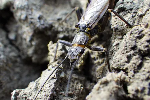 Blackfoot Springfly