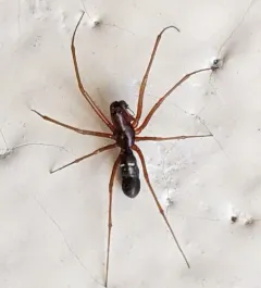 Common Threaded Sheetweaver thumbnail 1