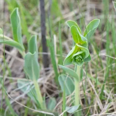 large-flowered beardtongue thumbnail 4