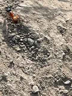 Brick Carpenter Ant thumbnail 2