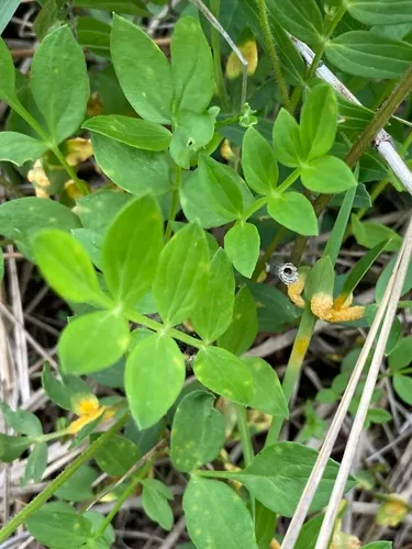 Uromyces acuminatus