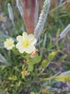 cutleaf evening primrose thumbnail 1