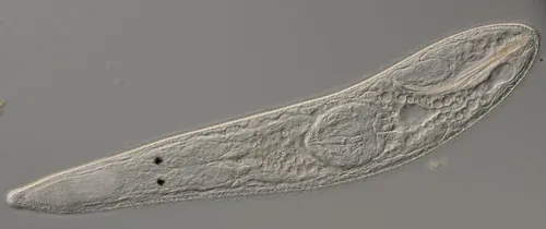 Gyratrix hermaphroditus
