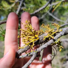 Lodgepole Pine Dwarf-Mistletoe thumbnail 4