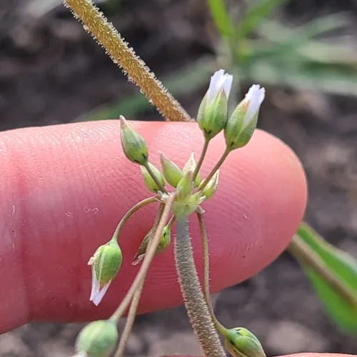 Jagged Chickweed