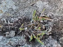 Club-moss mountain heather thumbnail 4