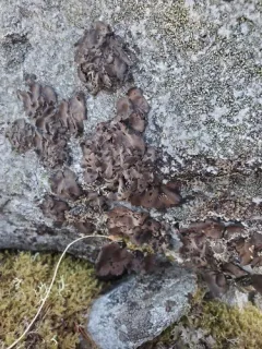 Ballpoint Rocktripe Lichen thumbnail 3