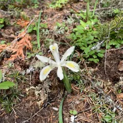 yellowleaf iris thumbnail 4