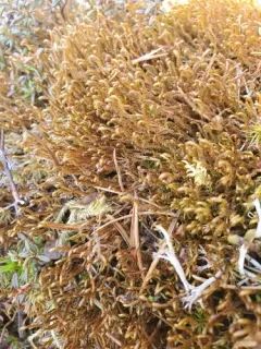 Pacific Scissor-leaved Liverwort thumbnail 2