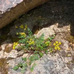 Hall's Biscuitroot thumbnail 4