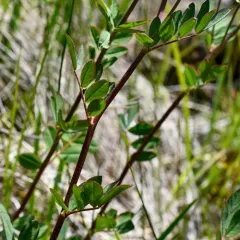 streambank bird's-foot trefoil thumbnail 4