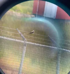 Scissor-tailed Flycatcher thumbnail 3