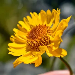 Bigelow's sneezeweed thumbnail 2