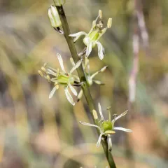 Klamath Rushlily thumbnail 3