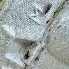 Lebia fuscata thumbnail 4