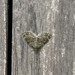 Olive-and-black Carpet Moth thumbnail 4