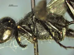 Ammophila evansi thumbnail 3