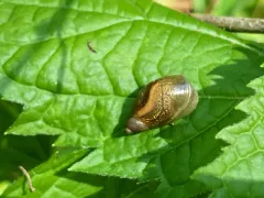 Blunt Ambersnail thumbnail 2