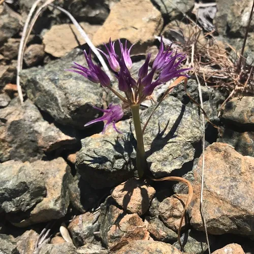 scytheleaf onion