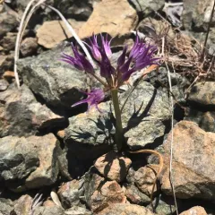 scytheleaf onion thumbnail 1