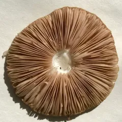 Deer Mushroom thumbnail 2