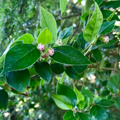 Franchet's cotoneaster
