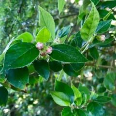 Franchet's cotoneaster thumbnail 1